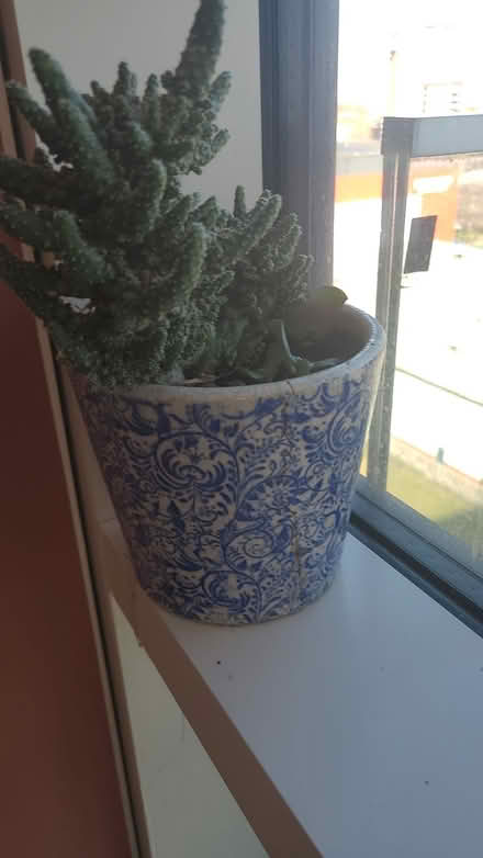 Photo of free #5 - Plant (cactus) (Bow E3) #1