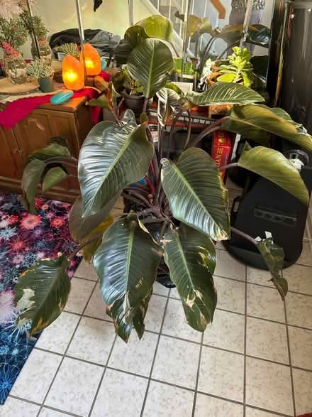 Photo of free LARGE plant (Laurel, MD) #1