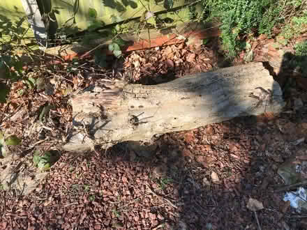 Photo of free Tree trunk (Riddlesdown CR8) #1