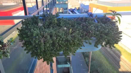 Photo of free Plant (Bow E3) #1