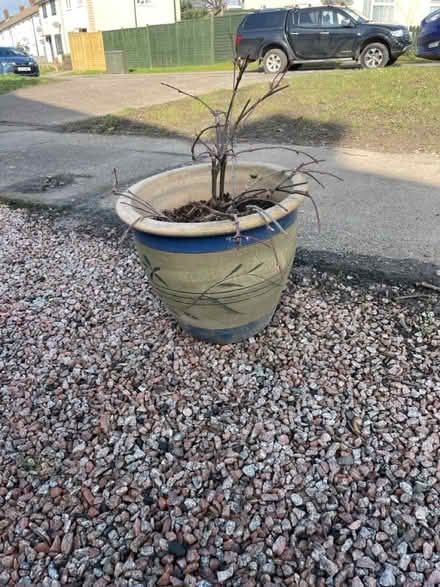 Photo of free Virginia creeper and pot (Tonbridge) #1