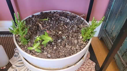 Photo of free Succulents (40cm diameter) (Bow E3) #1