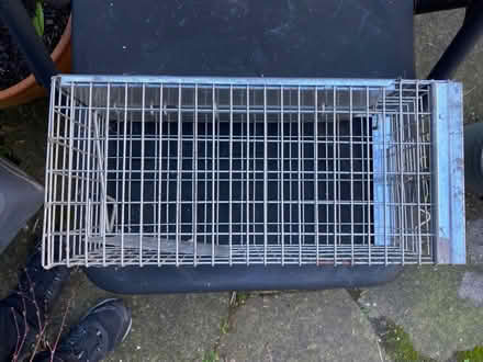 Photo of free It’s a Rat Trap Billy (Totterdown BS3) #1