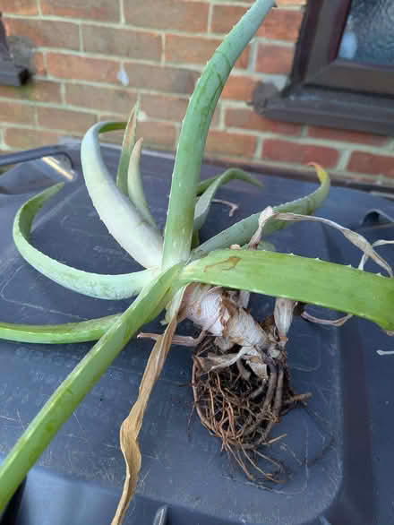 Photo of free Aloe Vera plants (GU12) #1