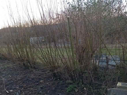 Photo of free Willow whips (BA2) #1