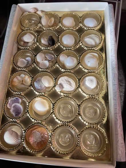 Photo of free Sea shells (Norham Manor OX2) #1