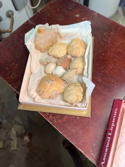 Photo of free Sea shells (Norham Manor OX2) #2