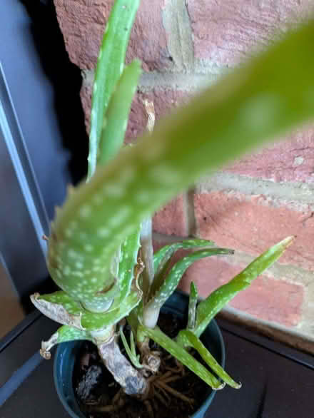 Photo of free Aloe Vera plants (GU12) #2