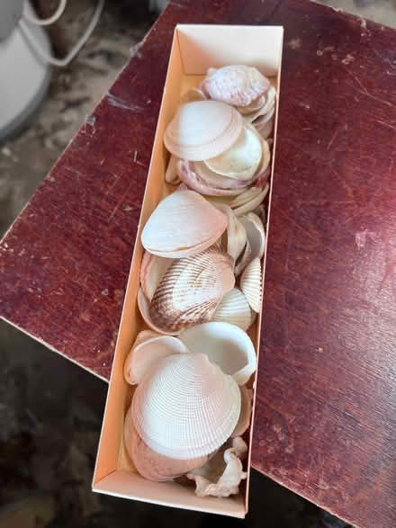 Photo of free Sea shells (Norham Manor OX2) #4