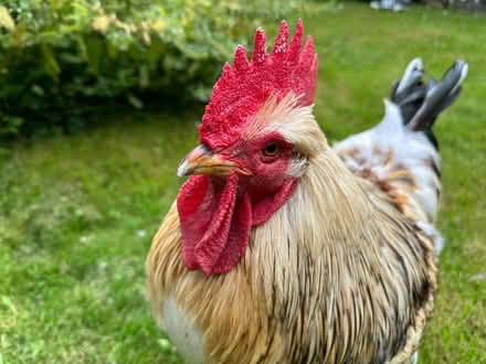 Photo of free Chicken equipment (Nash LD8) #2