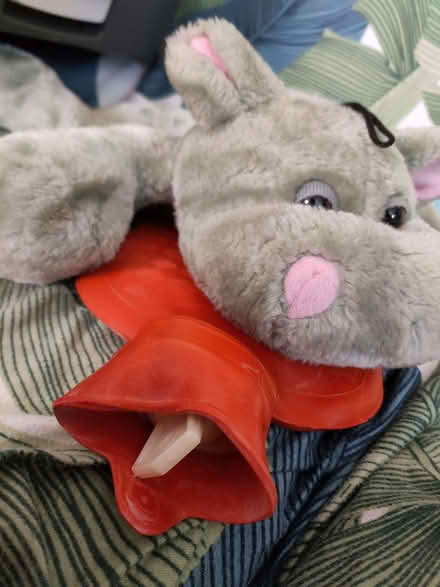 Photo of free Thermophor hippo (Bromham Road MK40) #1