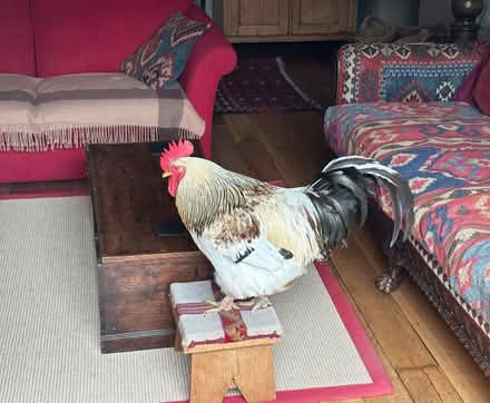 Photo of free Chicken equipment (Nash LD8) #3