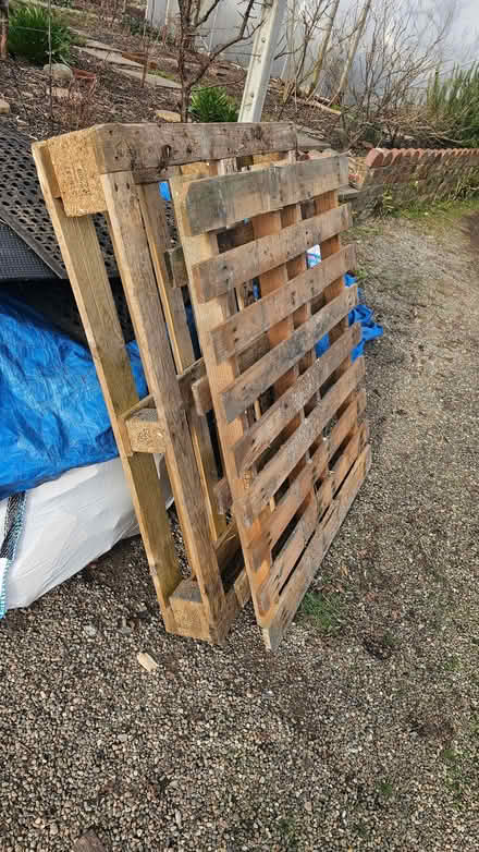 Photo of free Pallets (Oswestry SY11) #1
