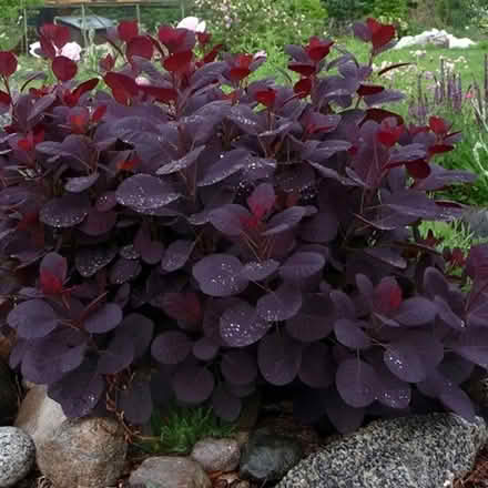 Photo of Smoke bush or cotinus prunings (Corsham, SN13) #1
