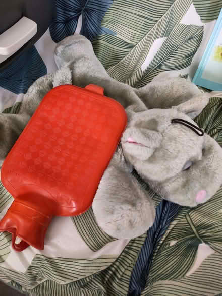 Photo of free Thermophor hippo (Bromham Road MK40) #2