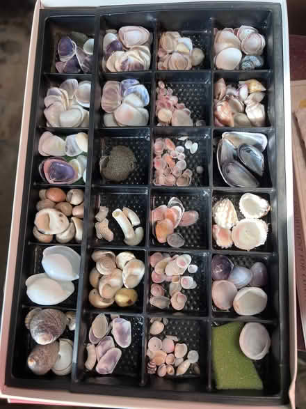 Photo of free Sea shells (Norham Manor OX2) #3