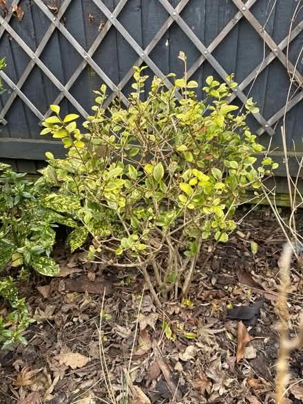 Photo of free Privet plant (Oxenholme LA9) #1