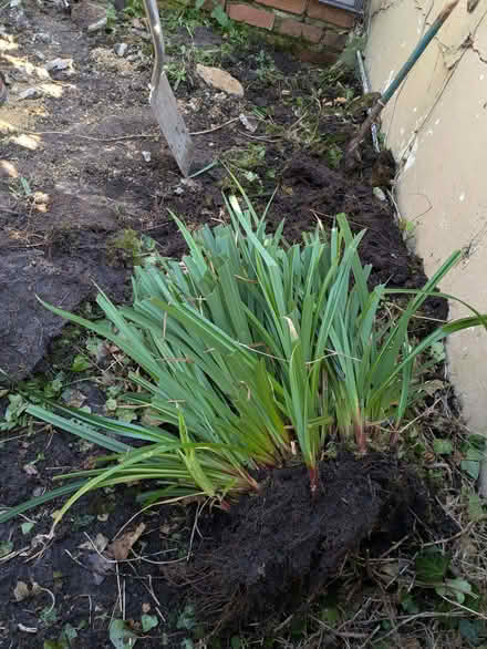 Photo of free Plant, outdoor (Portslade Village BN41) #1
