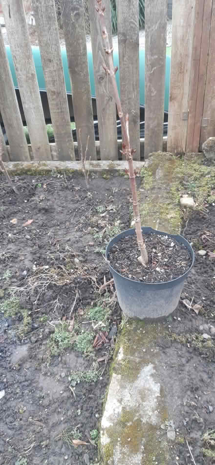 Photo of free Chestnut sapling (Hallgarth LA9) #1