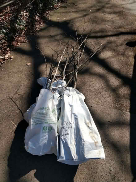 Photo of free Walnut and lime trees (Bath & North East Somerset) #1