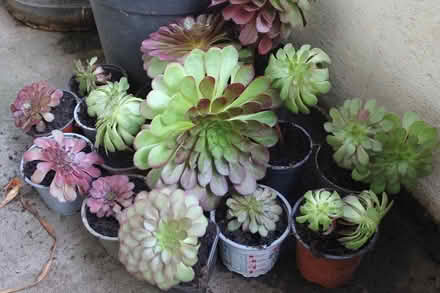 Photo of free succulent plants (Bray Seafront) #1