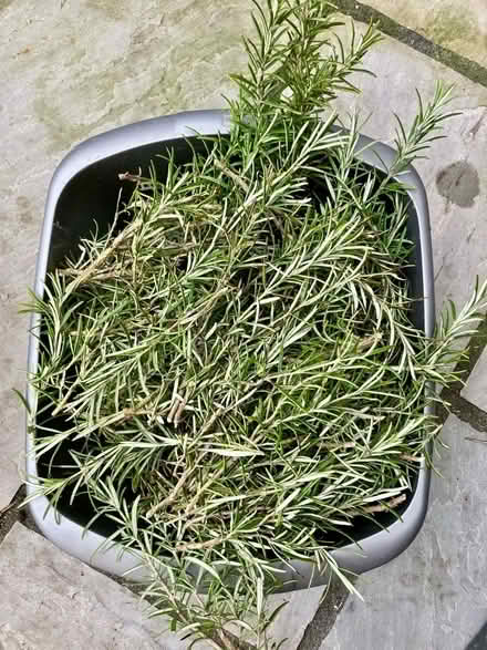 Photo of free Fair quantity of freshly picked rosemary (Ifton Heath SY11) #1