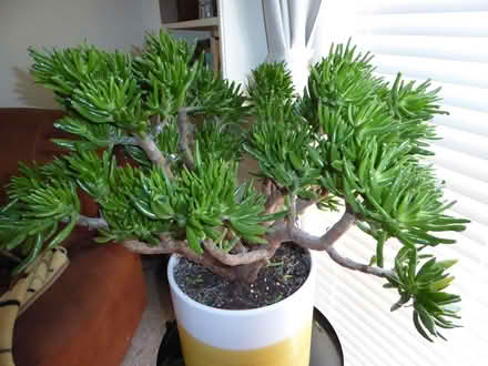 Photo of free Gollum Jade plant (Lower Bevendean BN2) #1