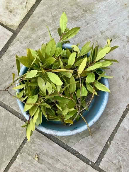 Photo of free Bay cuttings, freshly cut (Ifton Heath SY11) #1