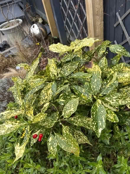 Photo of free Spotty laurel (Oxenholme LA9) #1