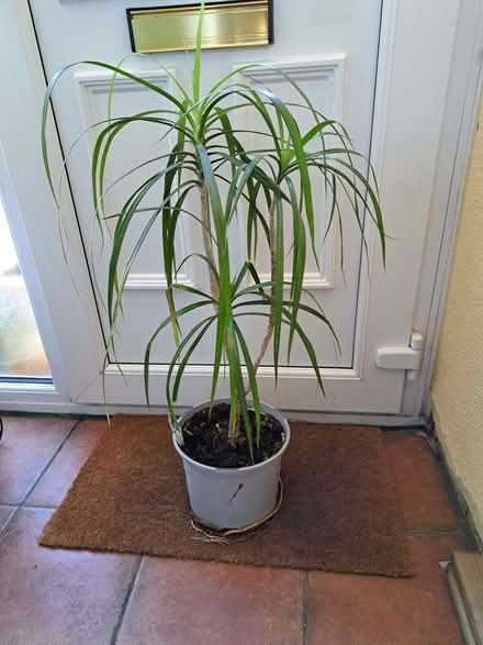 Photo of free Large pot plant (Callowell GL5) #1