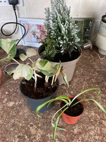 Photo of free Indoor plants (Chilwell NG9) #1