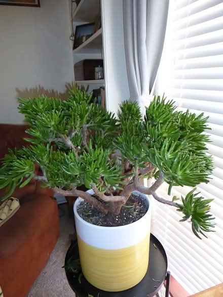 Photo of free Gollum Jade plant (Lower Bevendean BN2) #2