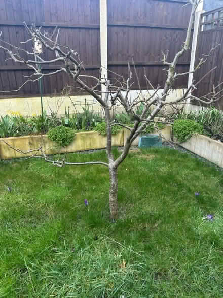 Photo of free dwarf victoria plum tree (moston M40,) #1
