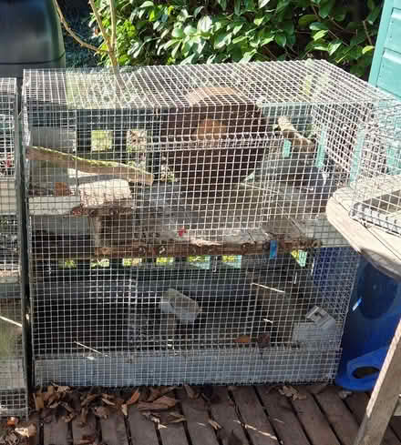 Photo of free Degu small animal cage - large (Farnham Common SL2) #2