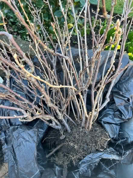 Photo of free Blackcurrant bush (GU14) #1