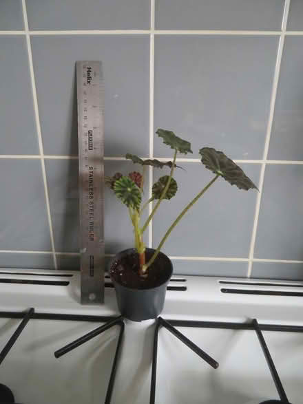 Photo of free Cordyline and Begonia House Plants (SW Horsham) #1