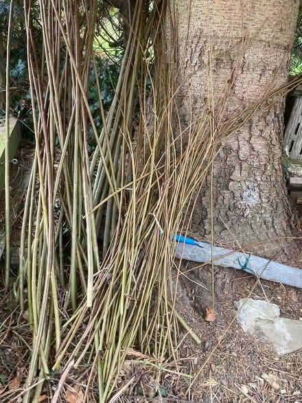 Photo of free More willow withies. (Pannal HG2) #1
