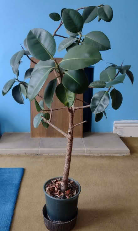 Photo of free Rubber tree (Chorlton M21) #1