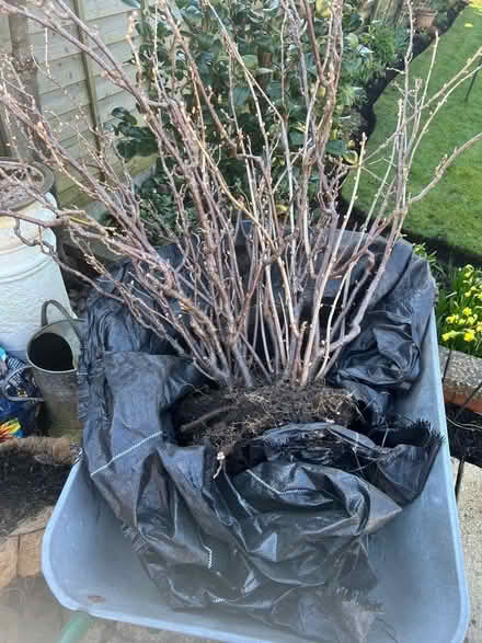 Photo of free Blackcurrant bush (GU14) #2