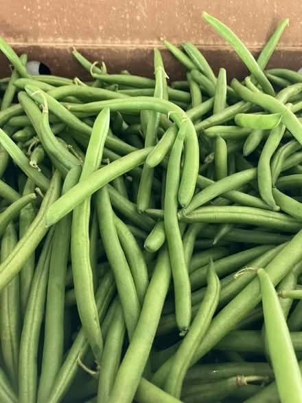 Photo of gr. beans & tomatoes -can by Senior (Kearns Drive TOWN of CULPEPER) #1