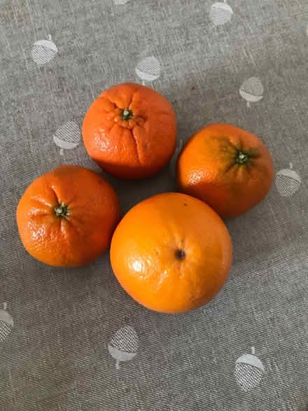 Photo of free Oranges (St Mellons CF3) #1