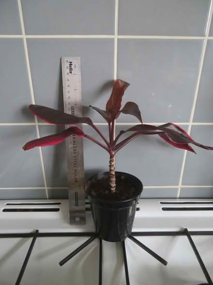 Photo of free Cordyline and Begonia House Plants (SW Horsham) #2