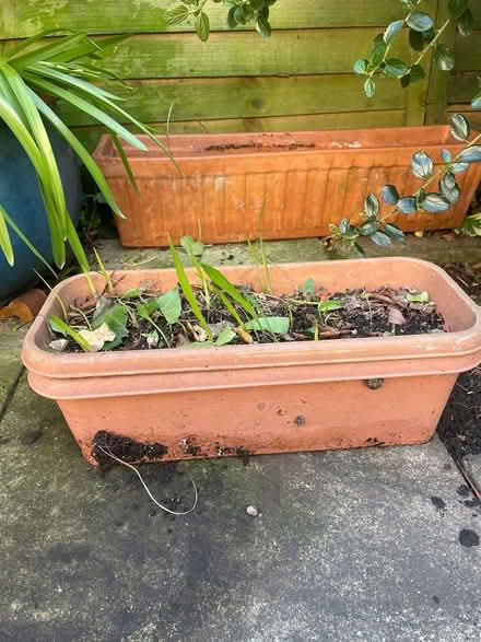 Photo of free Plant pots (Chiswick) #2