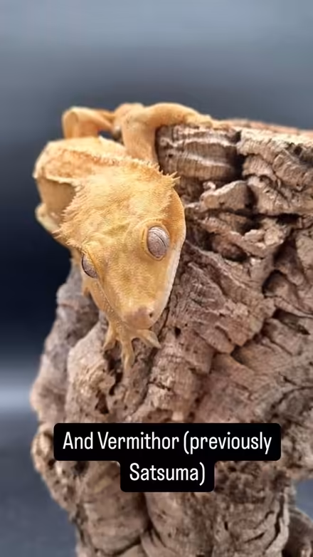 Photo of Decor for Reptiles (CT2) #2