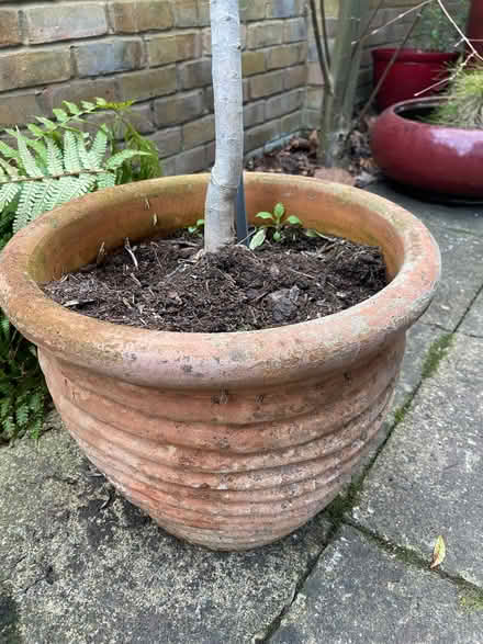 Photo of free Terracotta pot with olive tree (Teddington TW1) #3