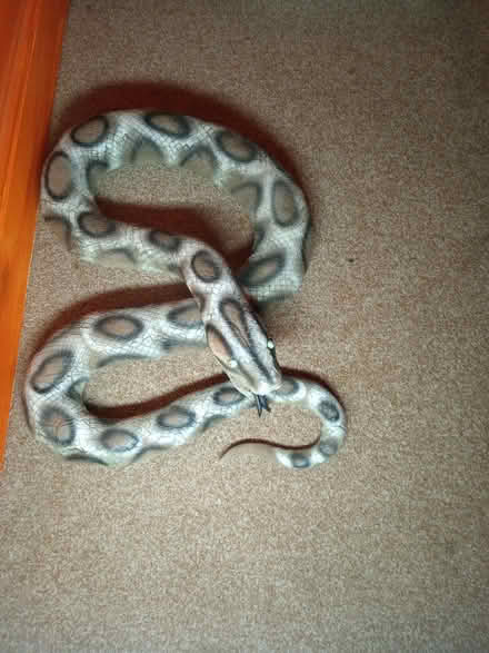 Photo of free Rubber Snake (Charlton Kings GL52) #1