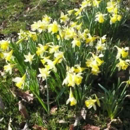 Photo of Flowering plants or seeds (Belper) #1