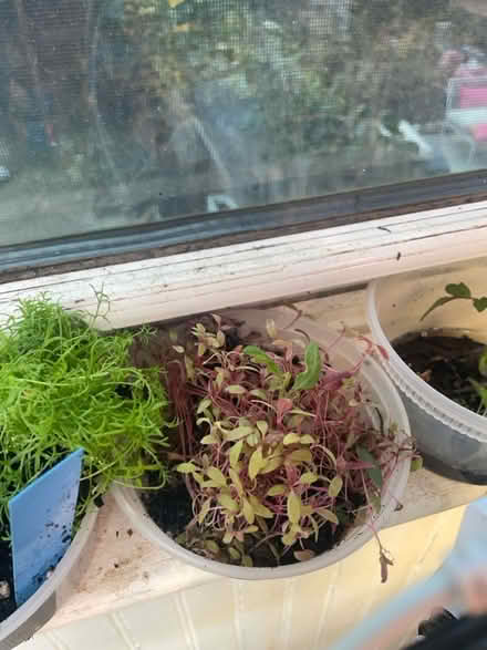 Photo of free Amaranthus seedlings (69th Ave btw 60th Ln & 60th st) #1