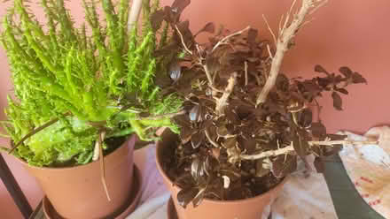 Photo of free Plants (Bow E3) #2