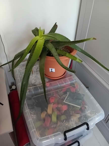 Photo of free ALOE VERA No1 (Northop Hall CH7) #2